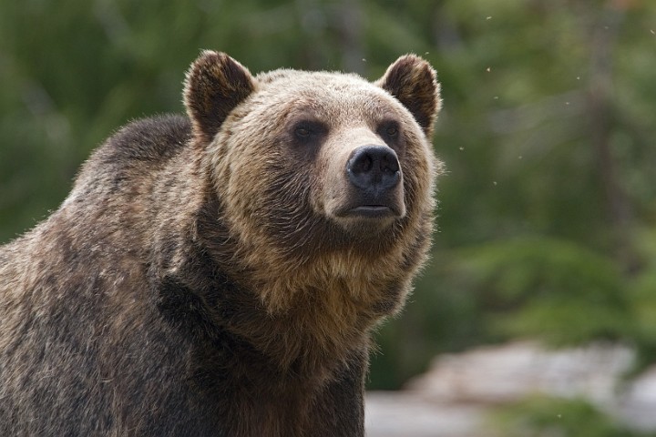 Grizzly Br Ursus artos Grizzly Bear